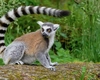 Un tânăr din Pașcani a fost mușcat de un lemur. Specialiștii trag un semnal de alarmă după ce numărul atacurilor animalelor a crescut