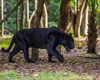 Pantera neagră din Giurgiu, doar un mit? Ce au descoperit experții după zile de căutări