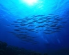 Peștii din Marea Neagră – Iată care sunt cele mai cunoscute specii și câteva curiozități fascinante despre ecosistemul său unic