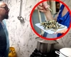 Piedone, oripilat de modul în care se prepară hamsiile pe litoral. Ce a găsit la un control într-o cherhana