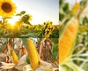 Recolta din 2025, la un nivel record, după ploile din ultimele zile. Fermier: „Culturile de toamnă sunt salvate. Ne așteptăm la producții mari, la nivel de 2021”