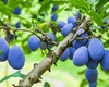 Avertizare pentru livezile de prun! Tratamente necesare împotriva viermelui Laspeyresia
