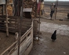 Lege pentru românii care au animale în curte! S-a pus limită! Se dau amenzi de 6.000 de lei!