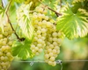 Care sunt soiurile apreciate de struguri pentru vin alb? Iată ce să alegi pentru un gust rafinat