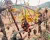 Alertă fitosanitară, viticultorii, chemați la acțiune! Flavescența aurie amenință viile din România