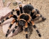 Vameșii au deschis coletul și au rămas fără cuvinte: 1.500 de tarantule printre biscuiți