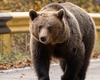 A fost speriată de urs sau împinsă spre moarte? Mărturia unui martor dă totul peste cap: „Se luptau cu ea”