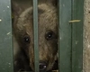 Primele imagini cu Luci, ursulețul orfan salvat de pe Transfăgărășan: „Îngrozit de pierderea mamei și-a fraților săi, slăbit de foame și sete”