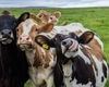 O boală rară și gravă, asemănătoare leucemiei umane, a fost depistată într-o fermă din România