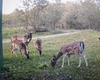 Imagini de o frumusețe rară, surprinse în pădurea Sinești. În zonă trăiesc animale care nu se regăsesc în alte locații împădurite din județ