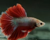Cât trăiește un pește Betta? De ce este un animal de companie ideal pentru cei mici?