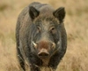 Cât trăiește un porc mistreț? Cât de periculoși sunt aceștia?