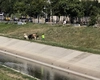 Un bărbat din Iași și-a dus cireada de vaci să pască în centrul orașului! Trecătorii au început să strige la animale