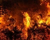 Tragedie în Spania! Român carbonizat în incendiile de lângă Madrid. Detalii cutremurătoare