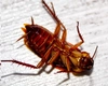 Invazie de gândaci în cartierele din Iași! Insectele au pus stăpânire pe blocuri: „Dezinsecția nu a avut niciun efect”