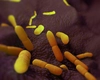 Descoperire șocantă: 22 de marmote moarte, posibil infectate! Autoritățile se tem de o epidemie de ciumă bubonică