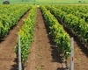 Fermierii din Iași care au finalizat campania de recoltare, nemulțumiți de prețuri: „Vin scadențele, iar fermierii sunt nevoiți să vândă”