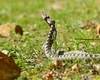 Tot mai mulți turiști din România sunt atacați de vipere. Avertismentul salvamontiștilor
