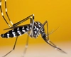 Cât de periculoasă este mușcătura (înțepătura) de țânțar tigru? Ce este virusul Zika?