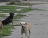 În acest oraș, locuitorii sunt terorizați de câinii fără stăpân! Ultima victimă e un bătrân mușcat de abdomen: „Sunt mulți și atacă în grup”