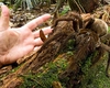 Cât de periculoasă este mușcătura păianjenului pustnic maro? Există această specie în România?
