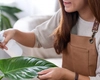 Greșeli pe care le fac oamenii în legătură cu plantele de apartament. Iată ce trebuie să eviţi