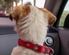 Certificat de competență pentru șoferii care transportă animale cu mașina! Noi obligații stabilite prin lege!