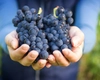 Ce beneficii au strugurii negrii? Iată de ce merită consumați
