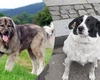 Un bărbat din Iași a omorât un maidanez și un câine ciobănesc cu toporul, de ciudă că iubita sa i-a spus să nu mai bea bere cu paharul