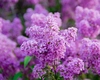 Florile de liliac. Cum te poate ajuta o floare de liliac în tratarea unor afecțiuni?