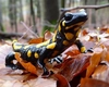 Salamandra, simbolul regenerării și al purificării. Tot ce trebuie să știi despre acest amfibian