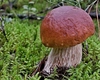 Tot ce trebuie să știi despre regnul fungi. Află ce este, cum se dezvoltă și de ce este important