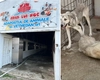 VIDEO A fost închis padocul morții”Arca lui Noe” din Vrancea! Avea contracte cu mai multe localități din Iași! Câinii erau uciși cu bestialitate