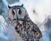 Ce trebuie să faci când bufnițele dau târcoale casei tale! Nu este doar o superstiție! 