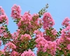 Greșeala care îți poate lăsa Lagerstroemia indica fără flori! Când și cum se taie corect