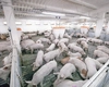 Fermele de porci din Iași riscă să se închidă! „Prețurile de vânzare sunt sub costul de producție”
