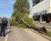 Un arbore căzut pe carosabil, degajat de pompierii ieșeni