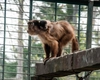Grădina Zoologică din Craiova – O atracție turistică impresionantă, ce merită văzută măcar o singură dată în viață!