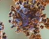 Alerta în cazul hantavirus ia amploare! Ce măsuri iau autoritățile române