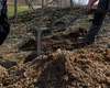 Când se plantează pomii fructiferi? Iată de la ce dată se poate face plantarea în livadă!