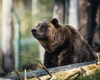 Bărbat de 68 de ani, ucis de urs la ferma la care lucra! Colegii au găsit hainele și bunurile victimei!