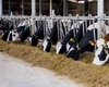 Două focare de rabie confirmate la bovine în județul Neamț. Autoritățile au impus vaccinarea obligatorie a animalelor din zonele afectate