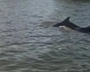Imagini uluitoare! Au apărut delfini în Delta Dunării!