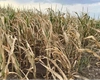 Fermierii din Iași avertizează asupra celui mai prost an agricol la porumb: „Este cel mai secetos an de când fac agricultură. Eu pierd lejer 100.000 de lei”