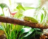 Expoziția educativă de broscuțe și fluturi vii ajunge în acest weekend în Iulius Town Timișoara