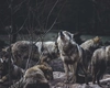 O haită de șase lupi a intrat în gospodăriile din Buzău. Localnicii se tem să mai iasă din case după lăsarea întunericului