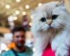 Zeci de feline, festivalul lavandei și atmosferă de Halloween, weekendul acesta, la Palas