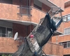 Un muncitor român a murit în Italia, după 10 zile în comă. A căzut de pe o schelă pe un șantier din Abruzzo