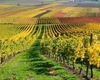 Termen-limită pentru viticultorii din Iași! Mai pot depune cererile la APIA pentru obținerea ajutoarelor financiare până la 19 octombrie