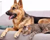 Lege UE pentru proprietarii de câini și pisici. Regula se aplică și în România